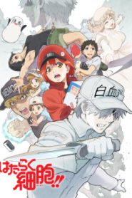 Hataraku Saibou Season 2